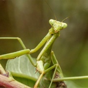Mantis