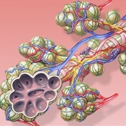 Viral Rebreather Membrane