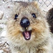 Quokka