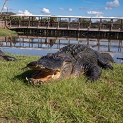 Gatorama