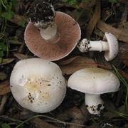 Agaricus Bresadolanus