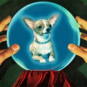 How Pet Psychics Work