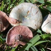 Lactarius Paradoxus