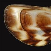 Zebra Mussel