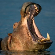 Hippopotamus