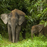 Borneo Pygmy Elephant