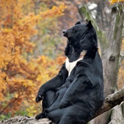 Asiatic Black Bear