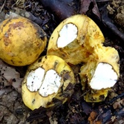 Glenniea Philippinensis