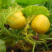Stinking Passionflower (Passiflora Foetida)