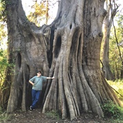 Cat Island Bald Cypress