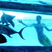 The Tank at the Golden Nugget