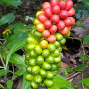 Yellow Lily Yam (Amorphophallus Galbra)