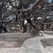 Lahaina Banyan Tree