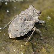Big-Eyed Toad Bug