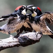 A Whirlagust of Woodpeckers
