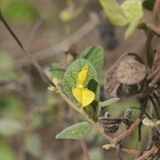 Cajanus Scarabaeoides