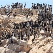 Ballestas Islands, Peru