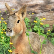 Patagonian Cavy