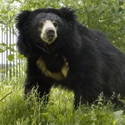 Sloth Bear