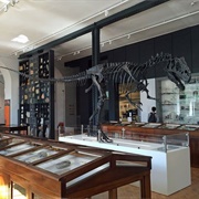 Lapworth Museum of Palaeontology, University of Birmingham