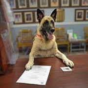 Not Getting a License for Your Dog