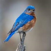 Bluebird