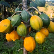 Mountain Papaya