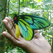 Queen Alexandra's Birdwings