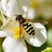 Hover Fly