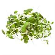 Mustard Cress