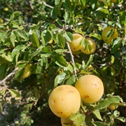 Italian Plum (Prunus Cocomilia)