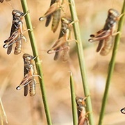 A Cloud of Grasshoppers
