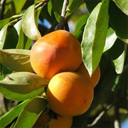 Pitomba-Da-Bahia (Eugenia Luschnathiana)