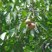 Butter-Nut of Guiana (Caryocar Nuciferum)