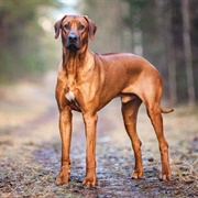 Groom a Rhodesian Ridgeback