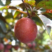 Apricot Plum (Prunus Simonii)