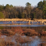 Double Trouble State Park, NJ