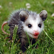 Opossum