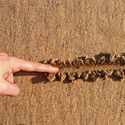 Drawn a Line in the Sand
