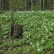 Eagle Creek State Nature Preserve