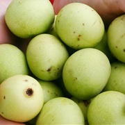 Marula (Sclerocarya Birrea)