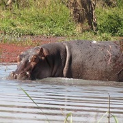 Mare Aux Hippopotames, Burkina Faso