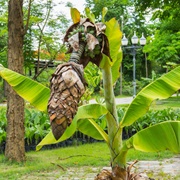 Ensete