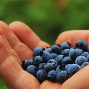 Nordic Wild Blueberries
