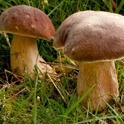 Pine Bolete (Boletus Pinophilus)