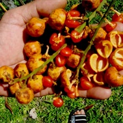 Jentik (Baccaurea Polyneura)