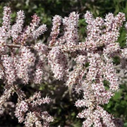 1. Manna (Quran Verse 3)