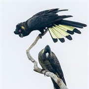Yellow Tailed Black Cockatoo