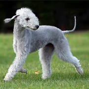 Groom a Bedlington Terrier