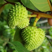 Annona Paludosa